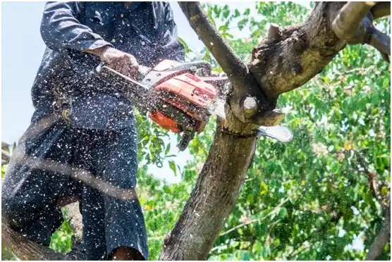 tree services Vernon